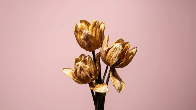 Infecciones de transmisión sexual